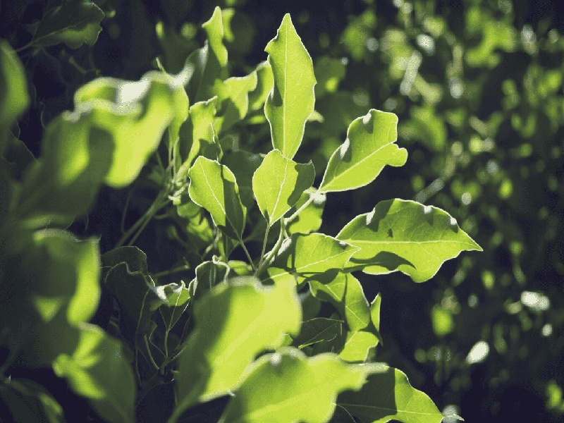 西安最靠谱的代生,代生咨询：在西安公立医院可